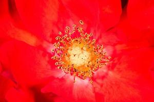 Makrodetail der roten Blume Stempel foto