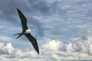 Fregattvogel beim Fliegen im Himmelshintergrund foto