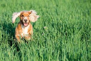 Hündchen-Cocker-Spaniel-Porträt foto