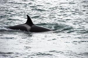 Orca Killerwal greift einen Seelöwen am Strand an foto
