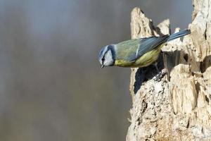 blaumeise blauer gelber und weißer vogel foto