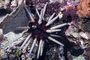 Schiefer-Bleistift-Seeigel-Makro in Indonesien foto