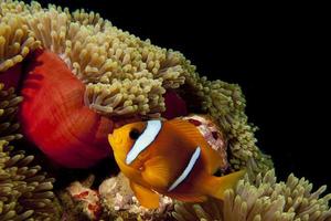 Clown roter Fisch in roter Anemone im schwarzen Hintergrund foto