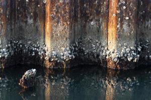 Muscheln im Hafen von Venedig Lagune Chioggia foto