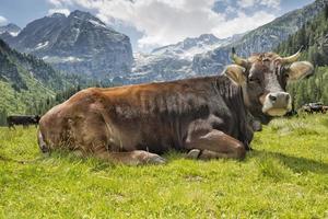 eine Kuh auf dem Berghintergrund foto