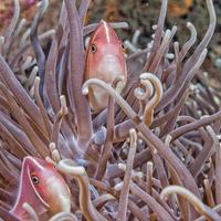 Clownfische in grüner Anemone foto