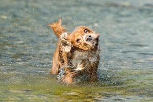 Hundewelpe Cockerspaniel, der im Wasser spielt foto