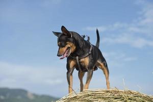 Pincher-Hund spielt foto