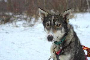 rodeln mit schlittenhund in lappland im winter foto