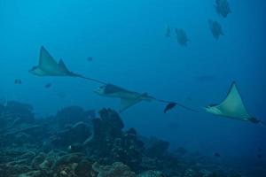 Eagle Ray Manta beim Tauchen auf den Malediven foto