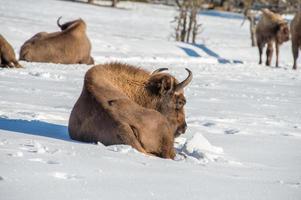 Europäischer Bison auf Schneehintergrund foto