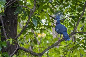 blau gekrönter taubenvogel in indonesien foto
