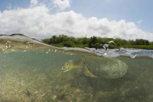 Grüne Meeresschildkröte unter Wasser aus nächster Nähe in Ufernähe foto