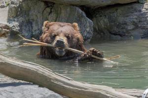Bärenbrauner Grizzly, der im Wasser spielt foto