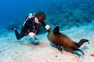 Welpe Seelöwe unter Wasser, der Sie ansieht foto