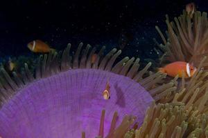 Clownfische in rosa lila Anemone foto