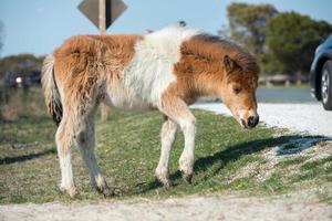 assateague pferd baby junger welpe wild pony foto