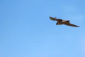 Wanderfalke fliegt am Himmel foto