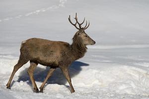 Hirsch auf dem Schneehintergrund foto