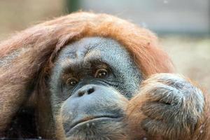 Orang-Utan-Affe Nahaufnahme Porträt foto