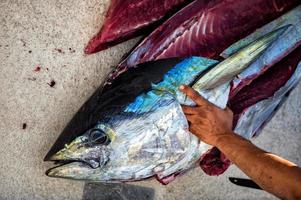 Hände schneiden gerade gefangenen Thunfisch foto