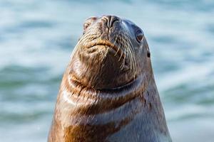 weiblicher Seelöwe am Strand foto