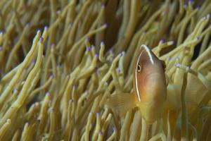 ein bunter clownfisch, der dich in cebu, philippinen anschaut foto