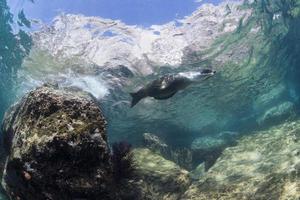 Kalifornische Seelöwenrobbe unter Wasser foto