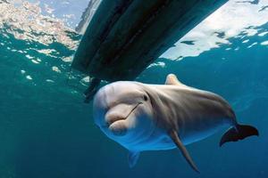 Delphin unter Wasser unter einem Boot foto