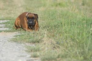 Hund Boxer junger Welpe beim Sitzen auf grünem Gras foto
