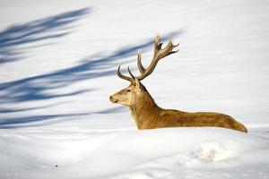 Hirschporträt auf dem Schnee- und Waldhintergrund foto