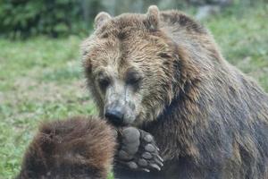 zwei schwarze Grizzlybären foto