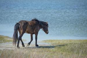 assateague pferd baby junger welpe wild pony foto