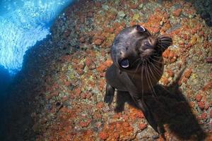 Taucher und Welpe Seelöwe unter Wasser, der Sie ansieht foto