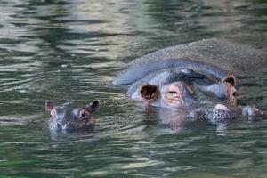 baby und große mutter hippo porträt foto