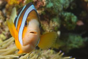 ein isolierter clownfisch, der dich auf cebu, philippinen anschaut foto