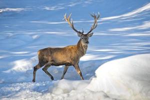 Hirsch auf dem Schneehintergrund foto