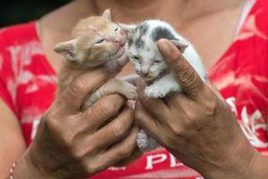 Hand hält neugeborene Katze Nahaufnahme Detail foto