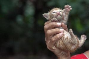 Hand hält neugeborene Katze Nahaufnahme Detail foto