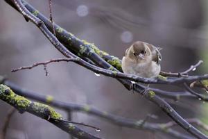 ein Spatz auf dem braunen Hintergrund foto