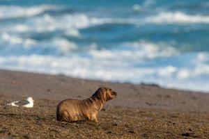 neugeborenes Seelöwenbaby am Strand in Patagonien foto