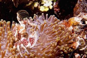 Porzellankrebs auf Korallen foto