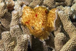 platydoris cruenta Nacktschnecke in Indonesien foto