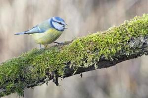 große Blaumeise foto