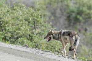 Denali grauer Wolf foto