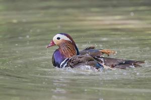 Ente beim Spritzen foto