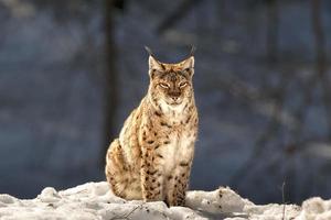 Luchs im Schneehintergrund, während er dich ansieht foto