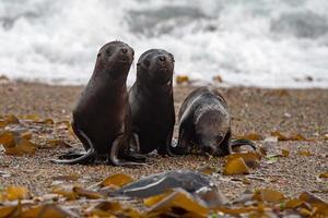 Baby neugeborener Seelöwe am Strand foto