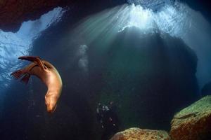 Welpe Seelöwe unter Wasser, der Sie ansieht foto