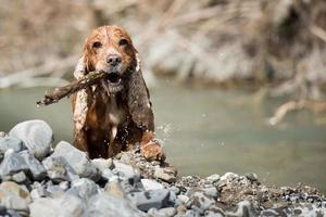 Hundewelpe Cockerspaniel, der im Wasser spielt foto